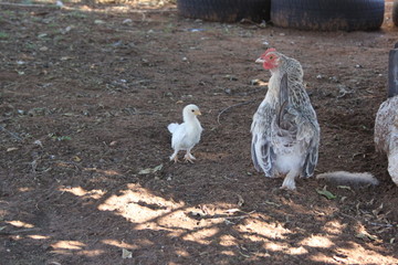 Mother hen and chick