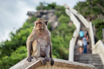 Monkey sitting on mountain background
