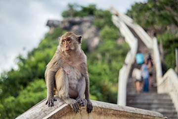 Naklejka premium Monkey sitting on mountain background