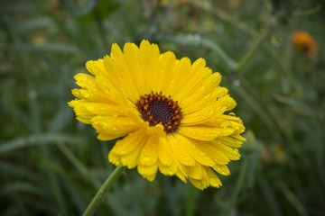 Closeup of beautiful yellow flowers in the garden