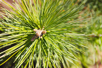Ветка дерева ели с молодыми яркими зелеными иголочками крупным планом на размытом  фоне.