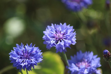 Gartenblumen