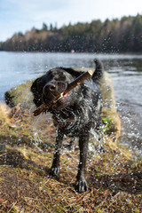 Dog shaking water off after a swim in the lake