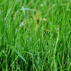 background of dew drops on green grass