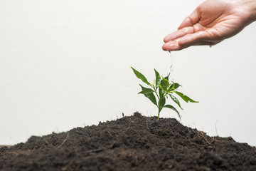  Human hand planting a tree on white background, Save earth concept