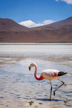 Pink flamingos in laguna Honda, sud Lipez altiplano reserva, Bolivia
