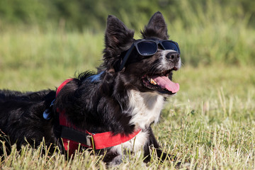 Happy border collie dog wearing sunglasses
