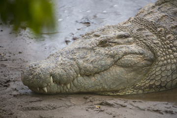Krokodil ruht sich aus