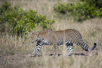 Leopard auf Beutesuche