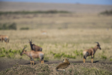 Leopard beobachtet Beute