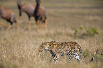 Leopard beobachtet Beute