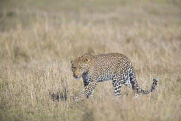 Leopard auf Nahrungssuche