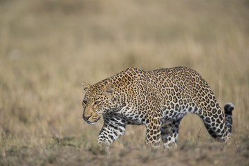 Leopard auf Nahrungssuche