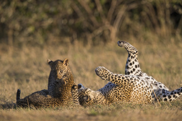 Leopardin spielt mit Jungen
