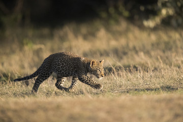 Junger Leopard am Laufen