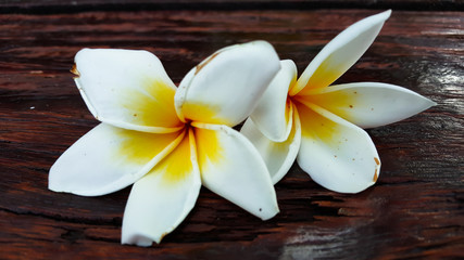 White frangipani on wooden background