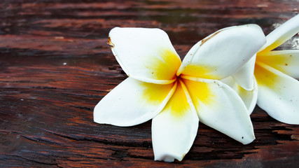 Fototapeta na wymiar White frangipani on wooden background