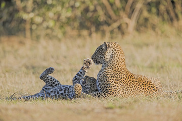 Leopardin spielt mit Jungen