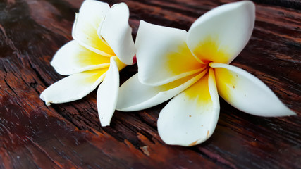 White frangipani on wooden background