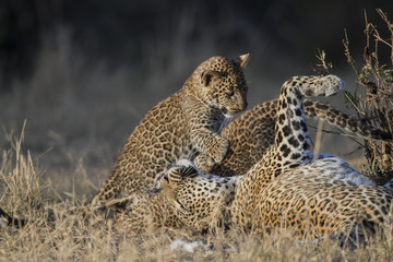 Leopardin spielt mit Jungen
