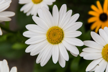 A close up of a white flower with a yellow center and green leaves, out of focus in the background.