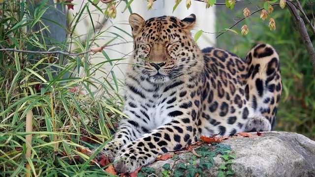 Amur Leopard (Panthera Pardus Orientalis) Lying on a Rock

