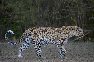 Leopardin durchstreift ihr Revier