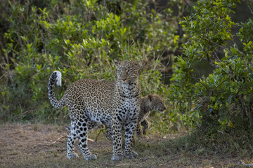 Leopardin mit Jungen 