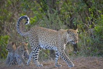 Leopardin mit Jungen 