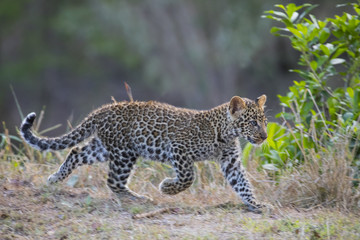 Junger Leopard am Laufen