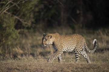 Leopardin durchstreift ihr Revier