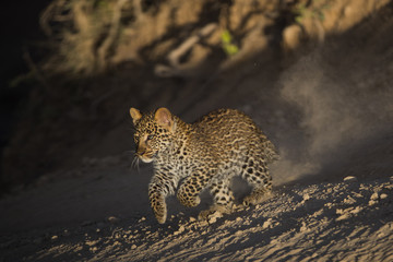 Junger Leopard am Laufen