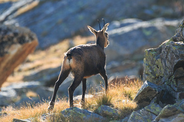 Camoscio (Rupicapra rupicapra) in Valnontey, nel Parco Nazionale del Gran Paradiso 