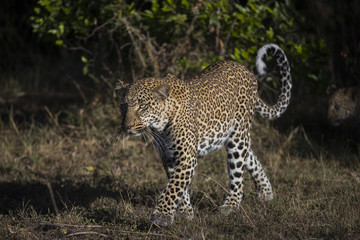 Fototapeta na wymiar Leopardin durchstreift ihr Revier