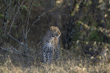 Leopardin mit Jungen 