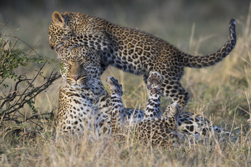 Leopardin spielt mit Jungen