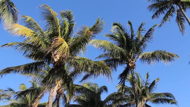 Bright Blue Sky Line of Palm Trees on the Beaches of Miami, Florida