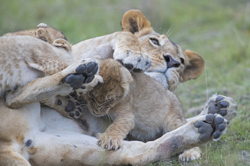 Loewin saeugt die Jungen