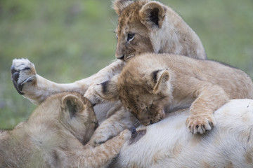Loewin saeugt die Jungen
