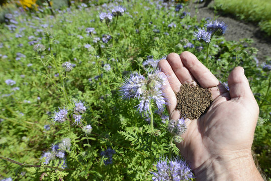 Phacelia - Bienenfreund - Samen