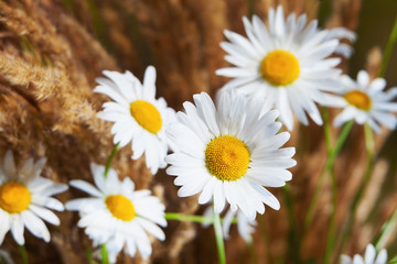 chamomile in brown grass