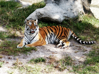 Fototapeta premium A Bengal tiger lounges in the shade underneath a tree.