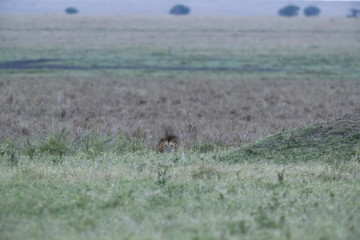 Maennlicher Loewe liegt im Gras