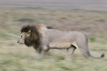 Obraz premium Loewe auf Beutesuche