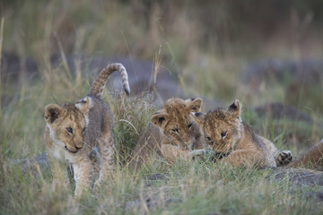Loewenkinder spielen