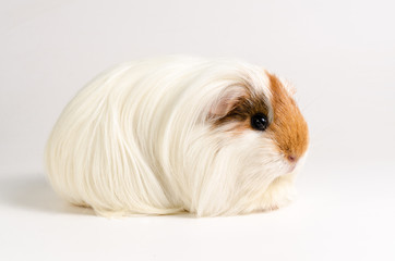 Guinea pig long hair