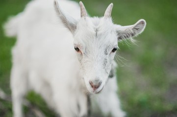 cute little white goat on the summer meadow