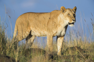 Loewe haelt Ausschau nach Beute