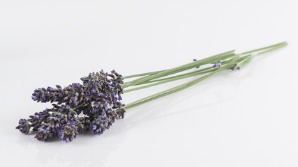 Fototapeta premium English Lavender One