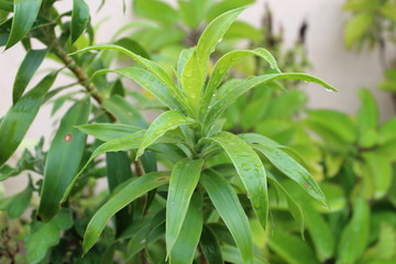 water droplets on plant